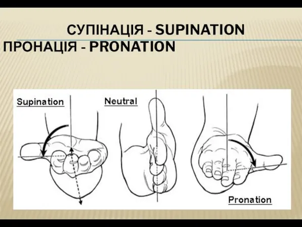 СУПІНАЦІЯ - SUPINATION ПРОНАЦІЯ - PRONATION