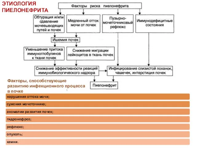 ЭТИОЛОГИЯ ПИЕЛОНЕФРИТА Факторы, способствующие развитию инфекционного процесса в почке