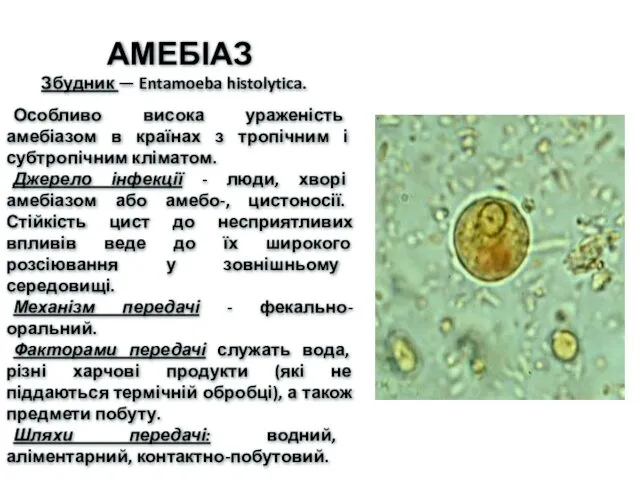 АМЕБІАЗ Збудник — Entamoeba histolytica. Особливо висока ураженість амебіазом в