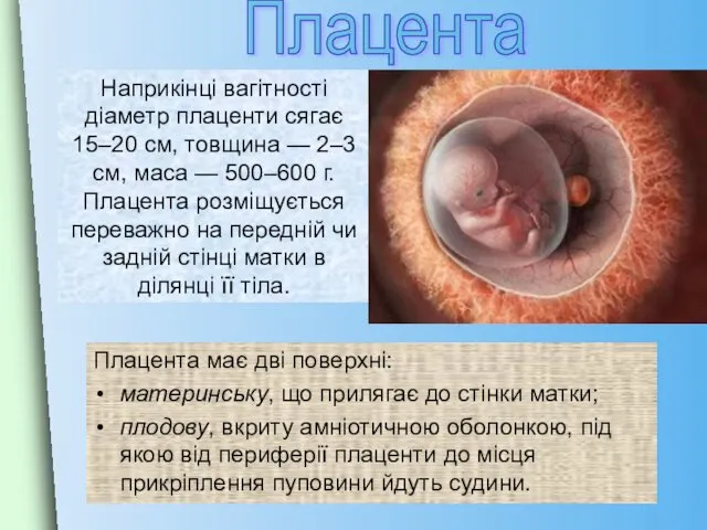 Плацента має двi поверхнi: материнську, що прилягає до стiнки матки;