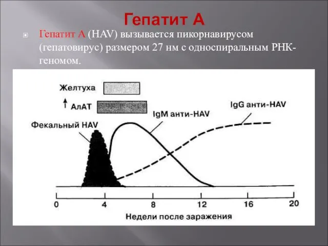 Гепатит А Гепатит A (HAV) вызывается пикорнавирусом (гепатовирус) размером 27 нм с односпиральным РНК-геномом.