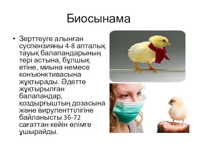 Биосынама Зерттеуге алынған суспензияны 4-8 апталық тауық балапандарының тері астына,