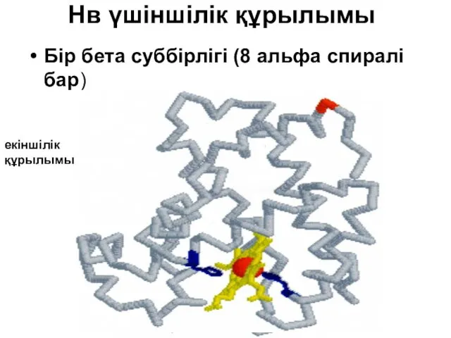 Нв үшіншілік құрылымы Бір бета суббірлігі (8 альфа спиралі бар) екіншілік құрылымы