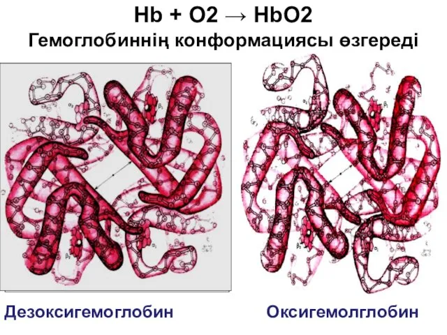 Дезоксигемоглобин Оксигемолглобин Hb + O2 → HbO2 Гемоглобиннің конформациясы өзгереді