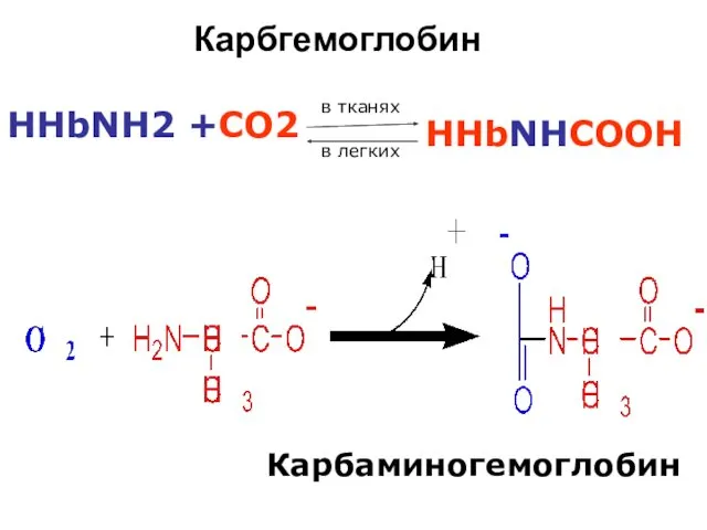 Карбаминогемоглобин Карбгемоглобин HHbNH2 +CO2 в тканях в легких HHbNHCOOH