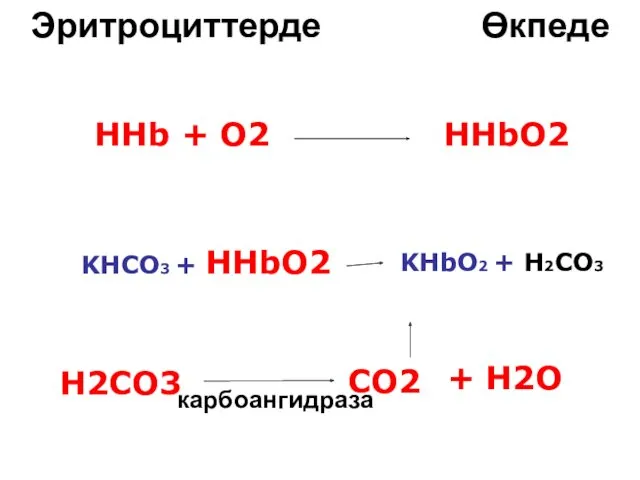 Эритроциттерде HHbO2 HHb + O2 KHCO3 + HHbO2 KHbO2 +