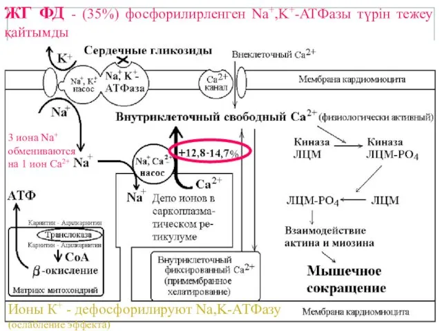 ЖГ ФД - (35%) фосфорилирленген Nа+,K+-ATФазы түрін тежеу қайтымды Ионы