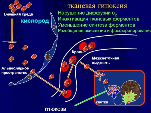 Внешняя среда Межклеточная жидкость тканевая гипоксия Нарушение диффузии о2 Инактивация тканевых ферментов Уменьшение