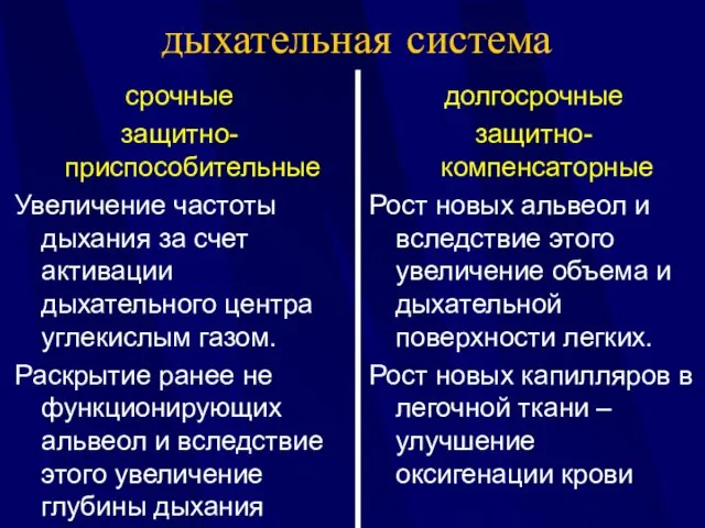 дыхательная система срочные защитно-приспособительные Увеличение частоты дыхания за счет активации