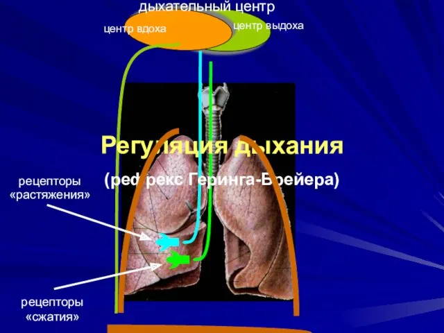 дыхательный центр центр вдоха центр выдоха Регуляция дыхания (рефрекс Геринга-Брейера) рецепторы «растяжения» рецепторы «сжатия»