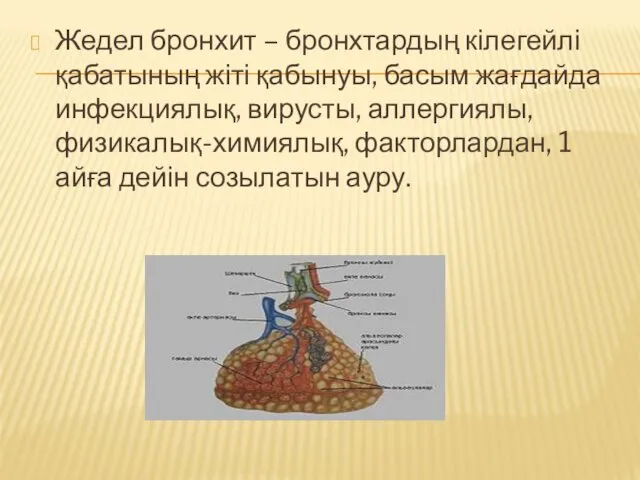 Жедел бронхит – бронхтардың кілегейлі қабатының жіті қабынуы, басым жағдайда