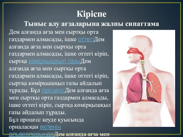 Кіріспе Тыныс алу ағзаларына жалпы сипаттама Дем алғанда ағза мен