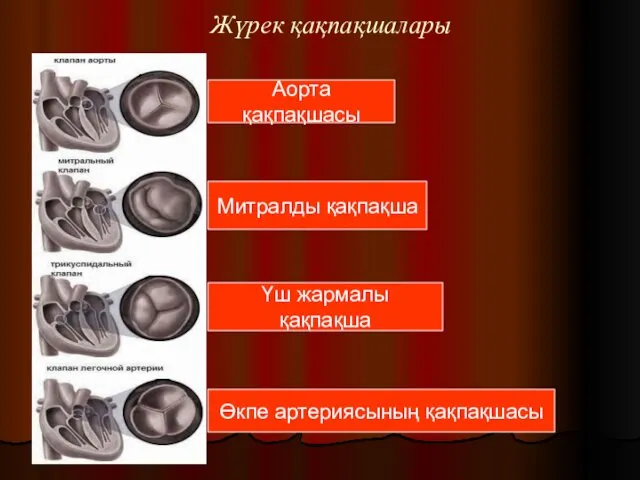 Жүрек қақпақшалары Аорта қақпақшасы Митралды қақпақша Үш жармалы қақпақша Өкпе артериясының қақпақшасы