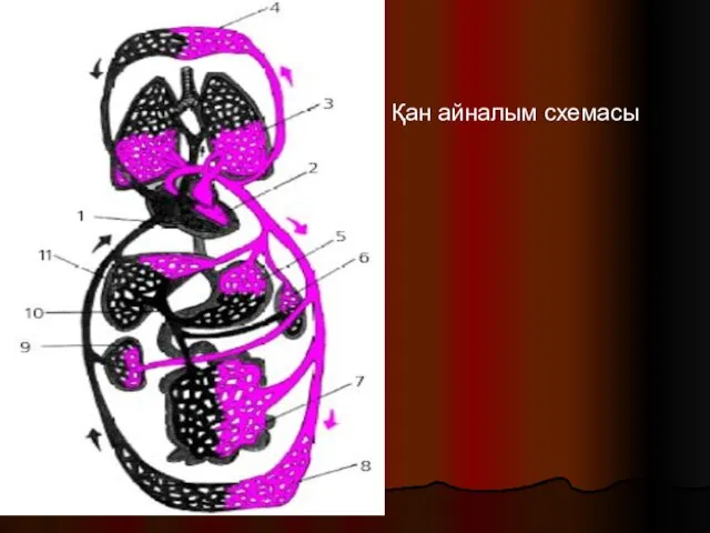 Қан айналым схемасы