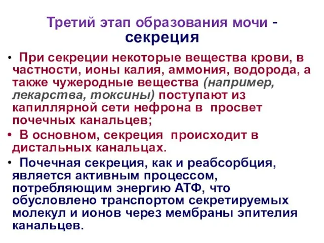 Третий этап образования мочи - секреция При секреции некоторые вещества