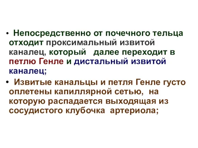 Непосредственно от почечного тельца отходит проксимальный извитой каналец, который далее