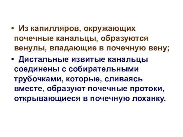 Из капилляров, окружающих почечные канальцы, образуются венулы, впадающие в почечную