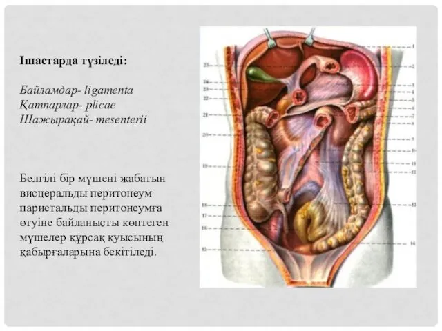 Ішастарда түзіледі: Байламдар- ligamenta Қатпарлар- plicae Шажырақай- mesenterii Белгілі бір