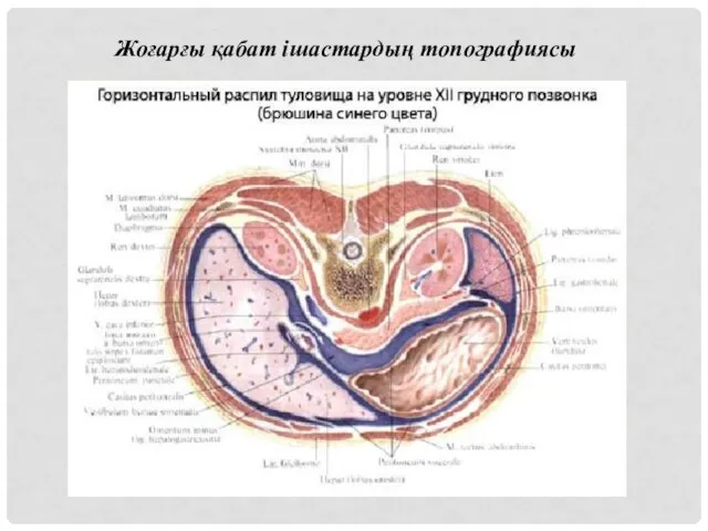 Жоғарғы қабат ішастардың топографиясы