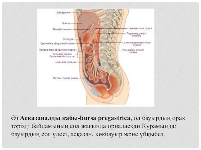 Ә) Асқазаналды қабы-bursa pregastrica, ол бауырдың орақ тәрізді байламының сол