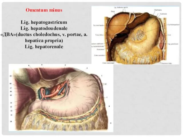 Omentum minus Lig. hepatogastricum Lig. hepatodoudenale «ДВА»(ductus choledochus, v. portae, a. hepatica propria) Lig. hepatorenale