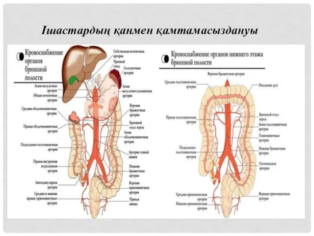 Ішастардың қанмен қамтамасыздануы