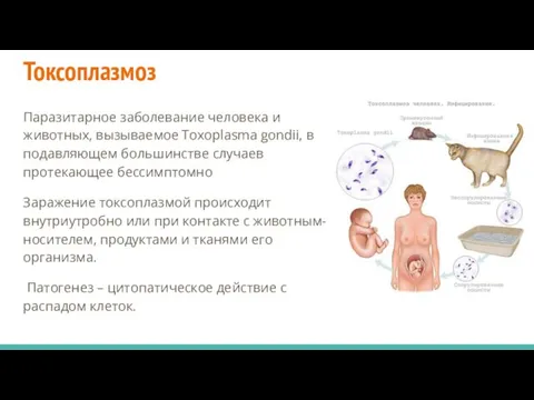 Токсоплазмоз Паразитарное заболевание человека и животных, вызываемое Toxoplasma gondii, в