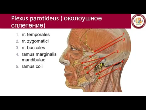 Plexus parotideus ( околоушное сплетение)