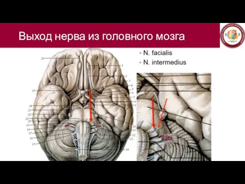Выход нерва из головного мозга
