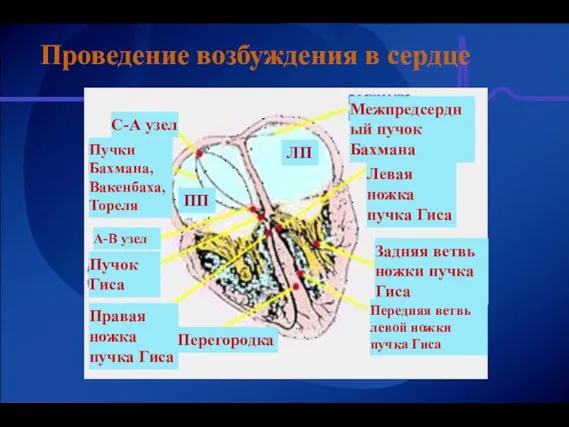 Проведение возбуждения в сердце ЛП ПП Перегородка А-В узел С-А