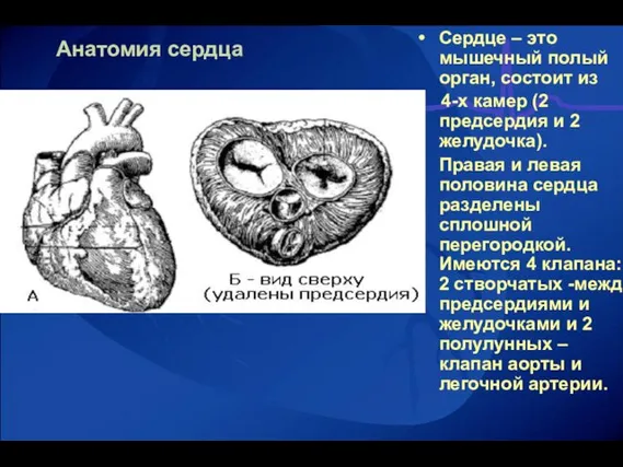 Анатомия сердца Сердце – это мышечный полый орган, состоит из