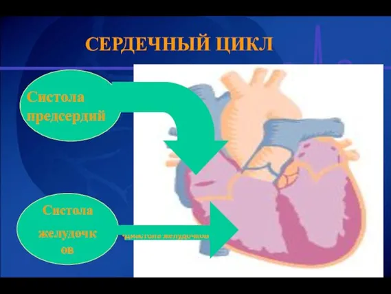 СЕРДЕЧНЫЙ ЦИКЛ Систола предсердий Систола желудочков Диастола предсердий Диастола желудочков