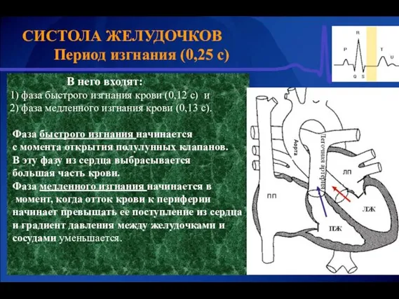 В него входят: 1) фаза быстрого изгнания крови (0,12 с)