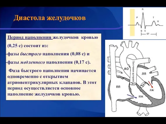 Диастола желудочков Период наполнения желудочков кровью (0,25 с) состоит из: