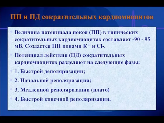 ПП и ПД сократительных кардиомиоцитов Величина потенциала покоя (ПП) в