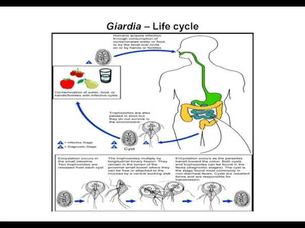 Giardia – Life cycle