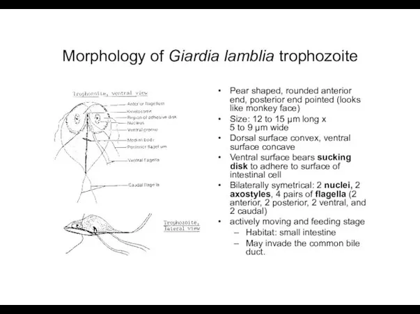 Morphology of Giardia lamblia trophozoite Pear shaped, rounded anterior end,