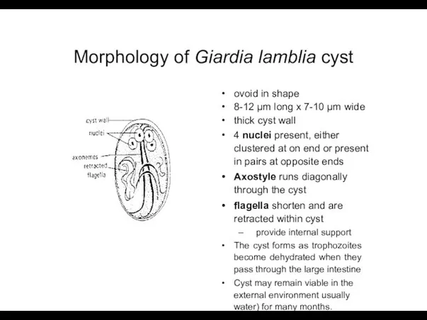 Morphology of Giardia lamblia cyst ovoid in shape 8-12 µm