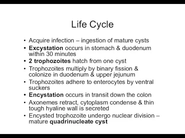 Life Cycle Acquire infection – ingestion of mature cysts Excystation
