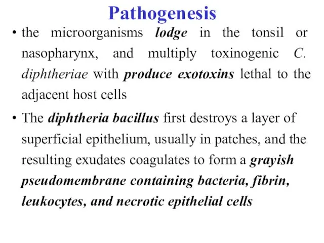 Pathogenesis the microorganisms lodge in the tonsil or nasopharynx, and