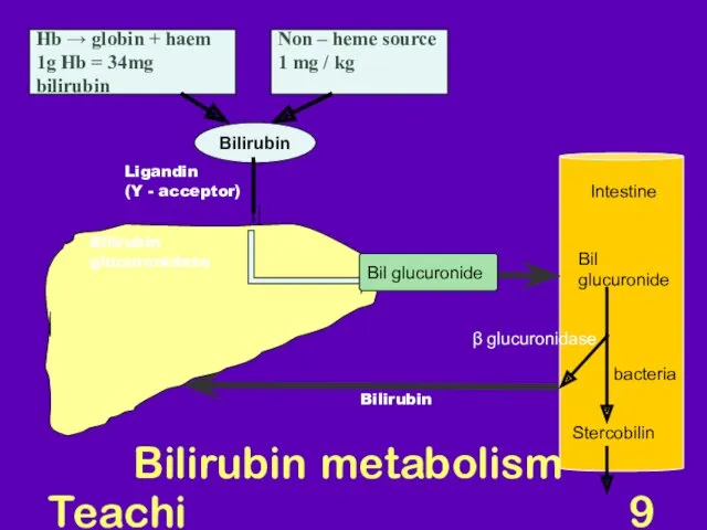 Teaching Aids: NNF Bilirubin metabolism Hb → globin + haem