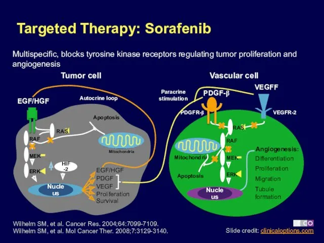 Targeted Therapy: Sorafenib Wilhelm SM, et al. Cancer Res. 2004;64:7099-7109. Wilhelm SM, et