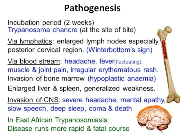 Pathogenesis