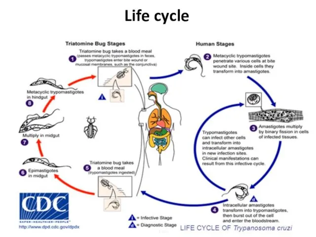 Life cycle