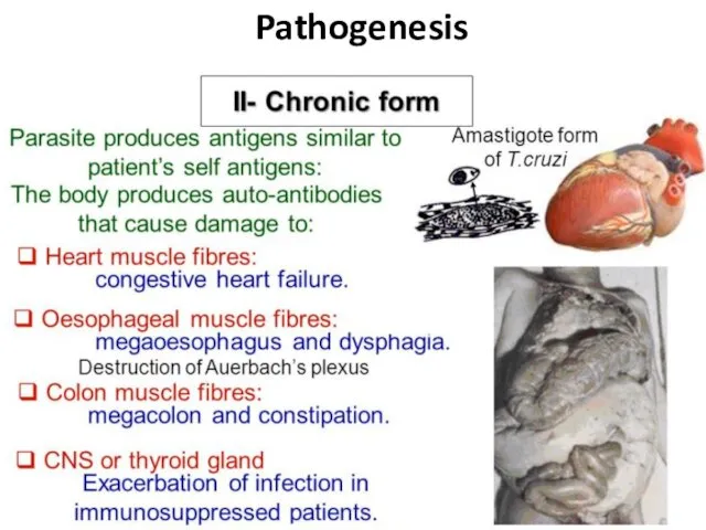 Pathogenesis