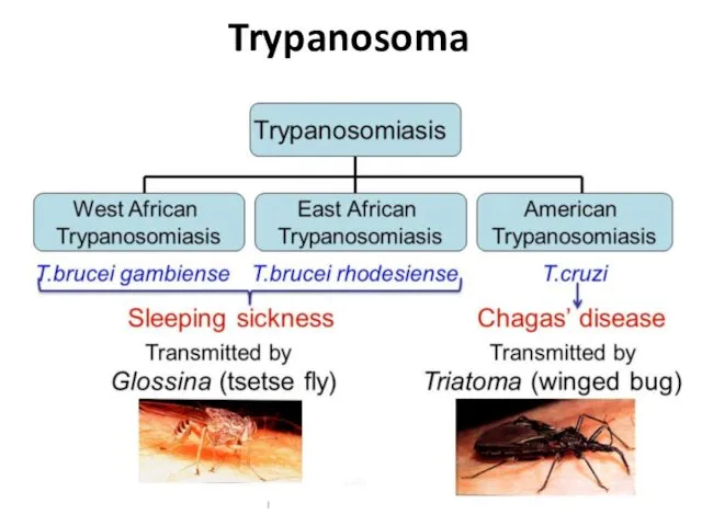 Trypanosoma