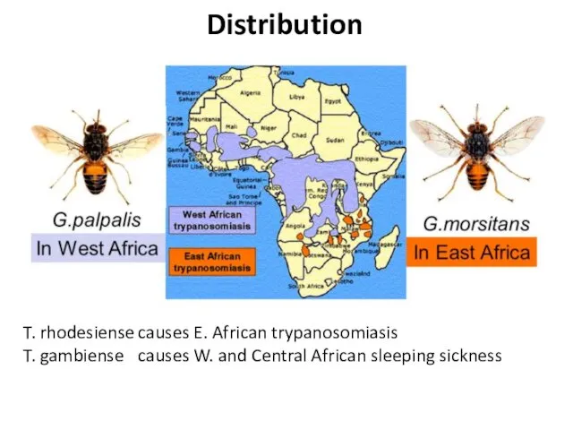 T. rhodesiense causes E. African trypanosomiasis T. gambiense causes W. and Central African sleeping sickness Distribution