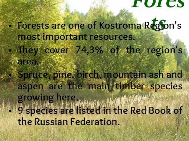 Forests Forests are one of Kostroma Region's most important resources. They cover 74,3%