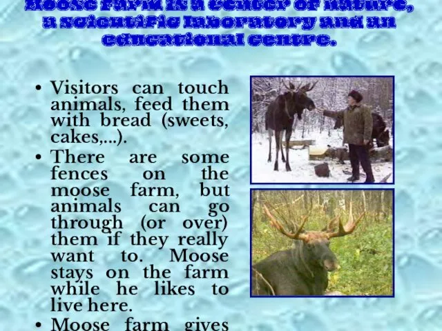 Moose farm is a center of nature, a scientific laboratory and an educational