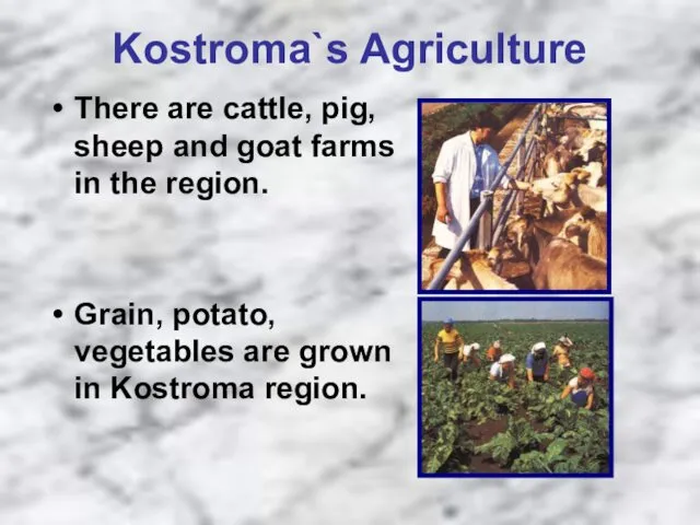 Kostroma`s Agriculture There are cattle, pig, sheep and goat farms in the region.